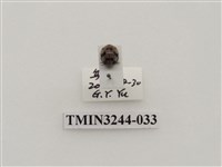 藏品(茄二十八星瓢蟲)的圖片